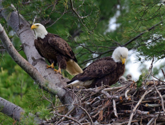 bald eagles nest