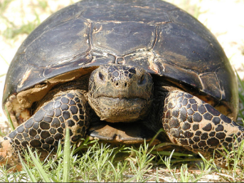gopher tortoise.PNG