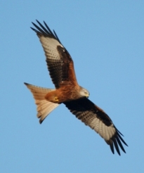 red_kite_web_gerry_whitlow