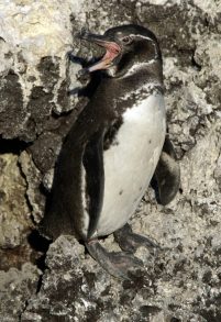 galapagos_penguin_spheniscus_mendiculus_-isabela2-702x1024